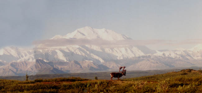 Caribou in front of Denali