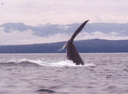 The tail of a whale
