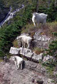 Mt Goats on trail to Grinnell