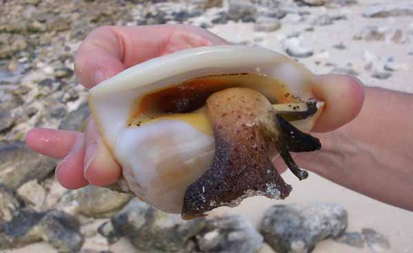 A real live conch !