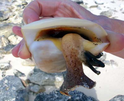 live conch in shell