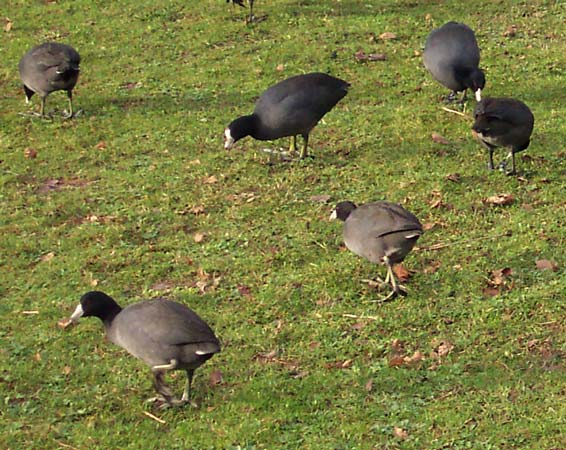 American Coots at Green Lake