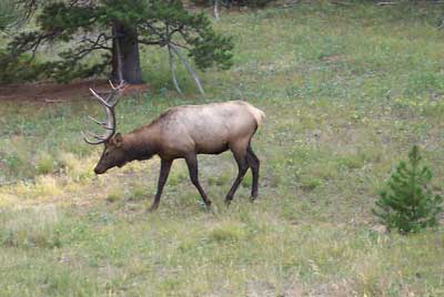 Elk near Estes Park