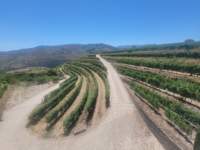 avineyard_small.jpg